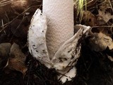 Amanita constricta image