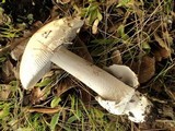 Amanita constricta image