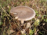 Amanita constricta image