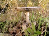 Amanita constricta image