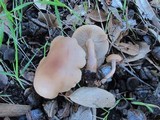 Clitocybe californiensis image