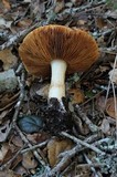 Cortinarius albofragrans image