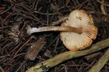 Lepiota castaneidisca image