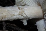 Lepiota spheniscispora image