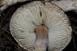 Lepiota spheniscispora image