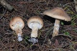 Lepiota spheniscispora image