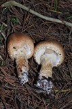 Lepiota spheniscispora image