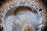 Lepiota spheniscispora image