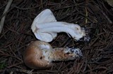 Lepiota spheniscispora image