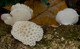 Favolaschia pustulosa image