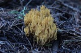 Phaeoclavulina myceliosa image