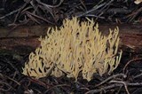 Phaeoclavulina myceliosa image