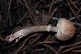 Lepiota castaneidisca image
