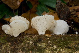Favolaschia pustulosa image