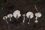 Leucoagaricus cupresseus image