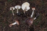 Leucoagaricus cupresseus image