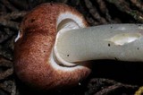 Leucoagaricus cupresseus image