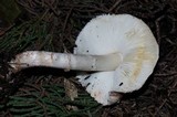 Leucoagaricus cupresseus image