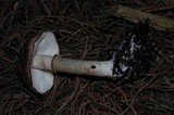 Leucoagaricus cupresseus image