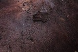 Leucoagaricus cupresseus image