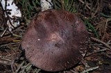 Leucoagaricus cupresseus image