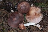 Leucoagaricus cupresseus image