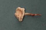 Hygrophoropsis olida image