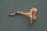 Hygrophoropsis olida image