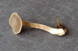 Inocybe tubarioides image