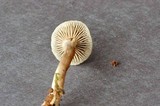Inocybe tubarioides image