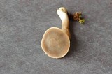 Inocybe tubarioides image