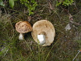 Leccinum alaskanum image