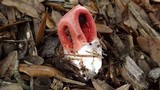 Clathrus columnatus image