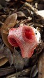 Clathrus columnatus image