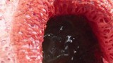 Clathrus columnatus image