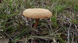 Laccaria vinaceobrunnea image