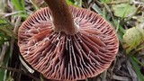 Laccaria vinaceobrunnea image