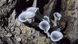 Pleurotus columbinus image