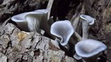 Pleurotus columbinus image