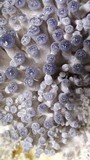 Pleurotus columbinus image