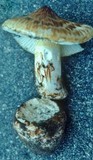 Squamanita umbonata image