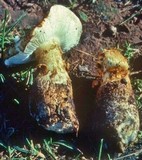 Squamanita umbonata image
