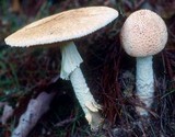 Amanita daucipes image