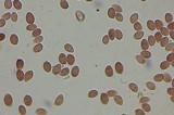 Leucoagaricus cupresseus image