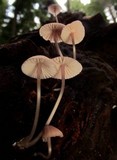 Mycena purpureofusca image