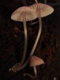 Mycena purpureofusca image