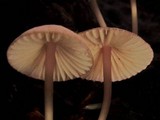 Mycena purpureofusca image