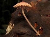 Mycena purpureofusca image