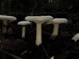 Leucopaxillus albissimus image