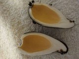 Chorioactis geaster image